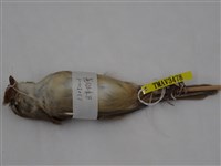 藏品(日本樹鶯)的圖片